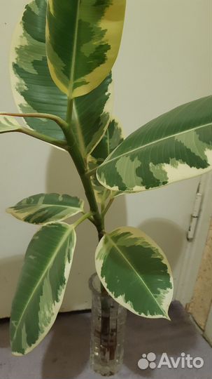 Фикус Эластика Тинеке