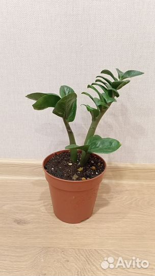 Замиокулькас зензи