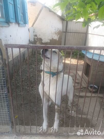 Отдам бесплатно в хорошие руки. Годовалый алабай