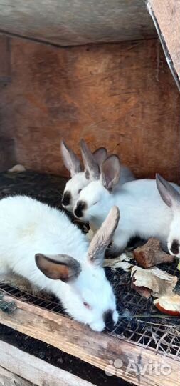 Калифорнийские кролики
