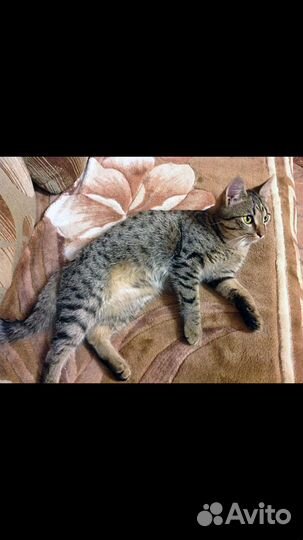 Котёнок табико