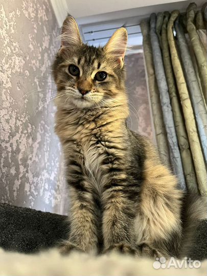 Котята Мейн кун