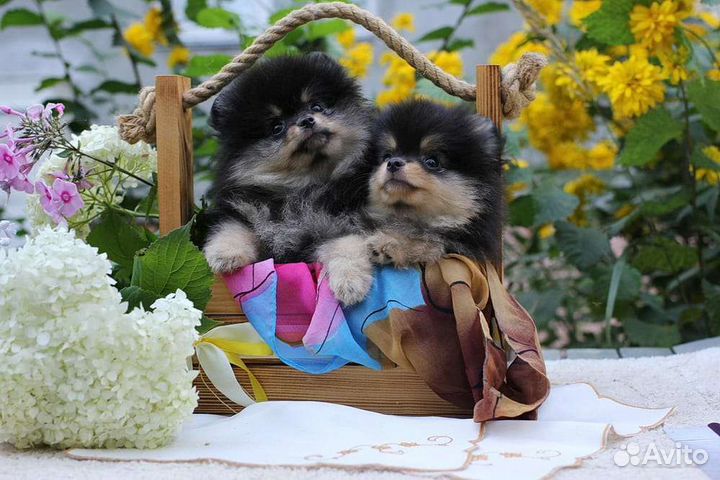 Щенки шпица
