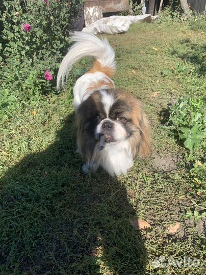 Вязка пекинес