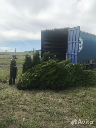 Туя сарагд