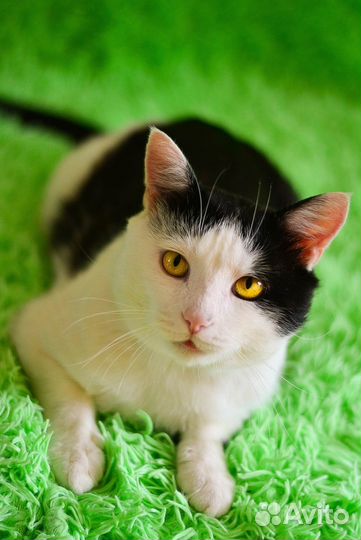 Котик в добрые ручки