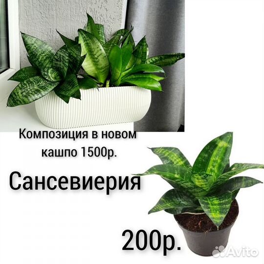 Домашние цветы