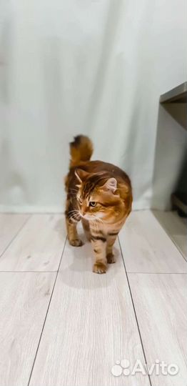 Курильский бобтейл вязка