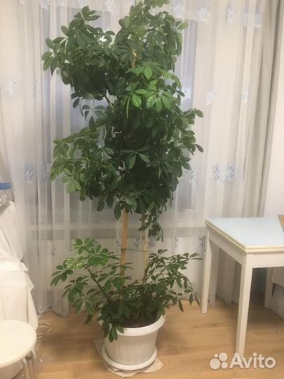 Комнатные цветы шефлера