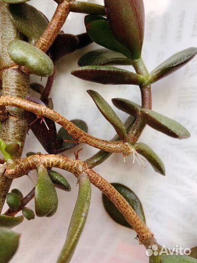 Крассула толстянка бесплатно