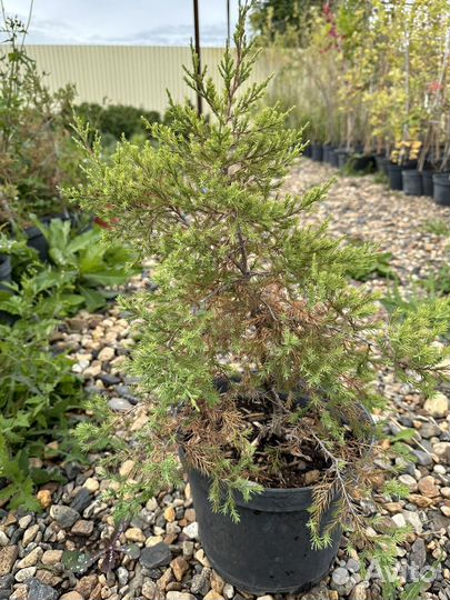 Можжевельник виргинский