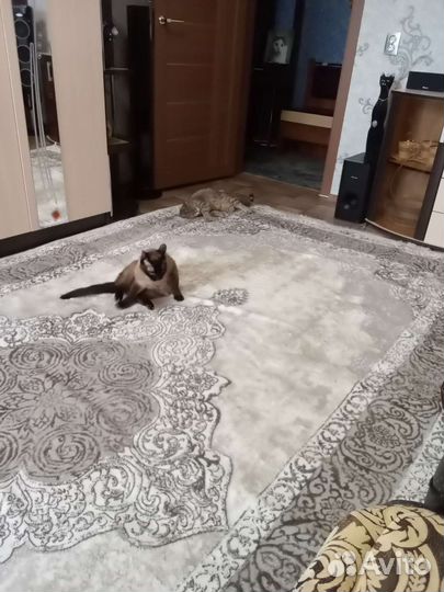 Ковер новый 2 на 4