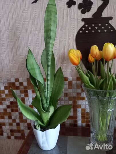 Цветы для дома