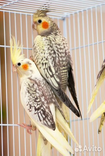 Корелла жемчужный птенцы