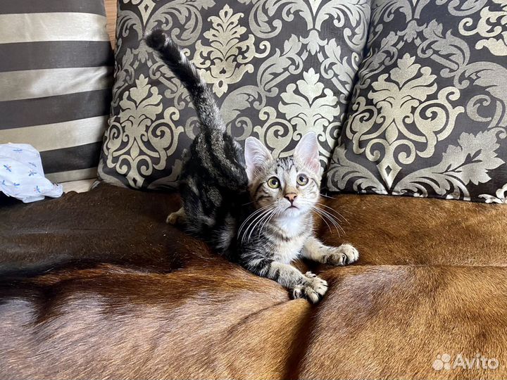 Роскошная Чаузи ф2 кошечка Монако