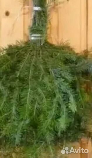 Веник пихтовый