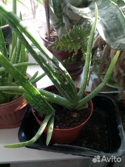 Продам Алое Вера