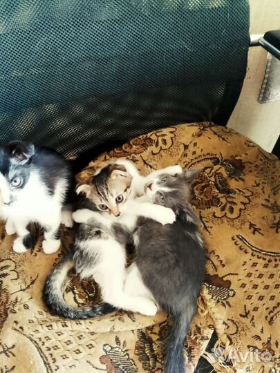 Отдам бесплатно котят