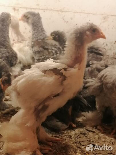 Цыплята Кохинхин, Инкубационное яйцо, Петухи