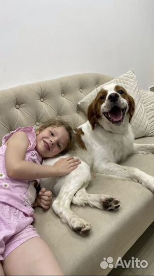 Груминг.Стрижка.Уход для собак всех пород