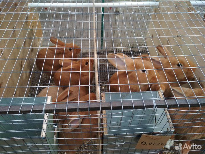 Кролики породы Бургундия