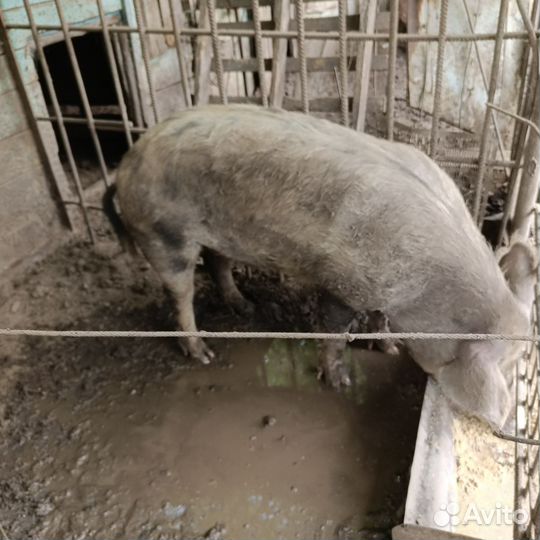 Хряк на племя