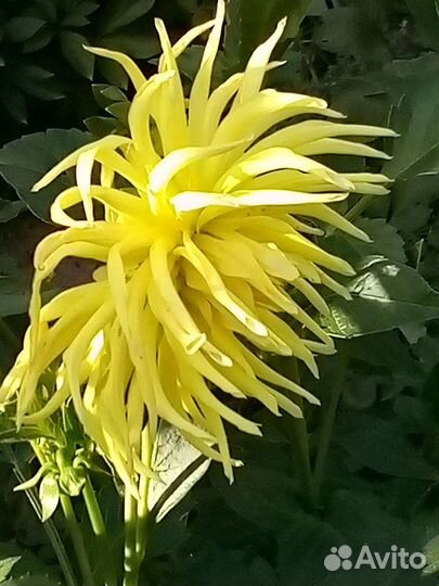 Георгины клубни