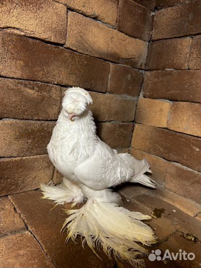 Голуби гульбадам