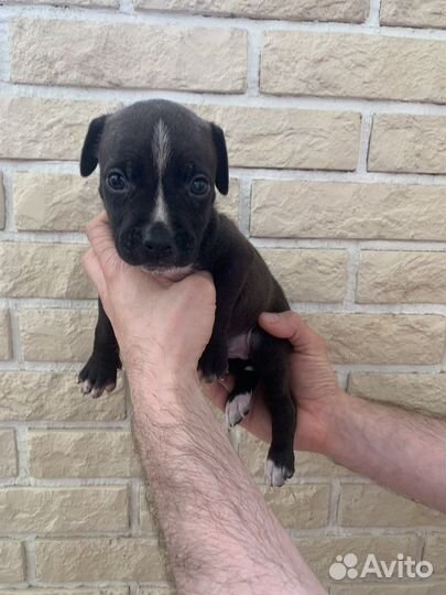 Щенки питбуля