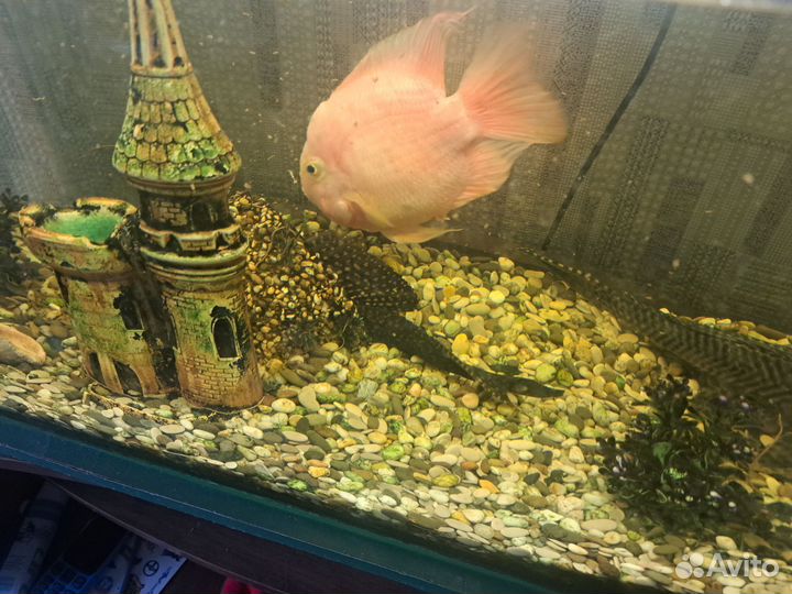 Аквариумные рыбки