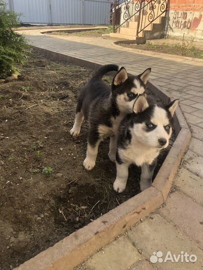 Собаки хаски щенки