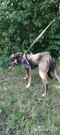 Трусишка Доротея (возраст 1 год)