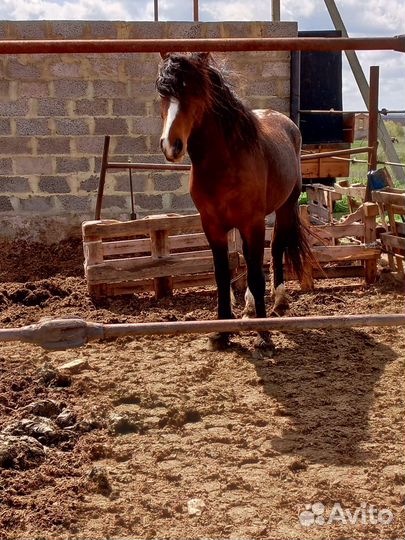 Продам жеребца