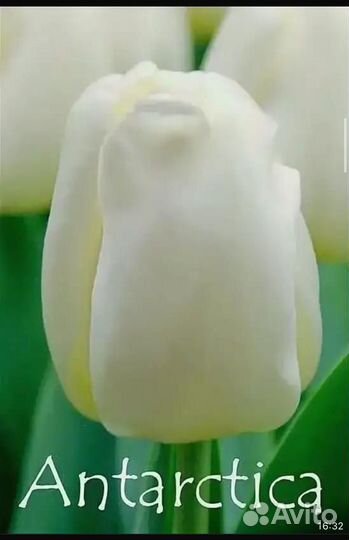 Букет тюльпанов к 8 марта