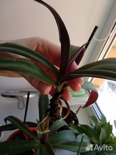 Традесканция 