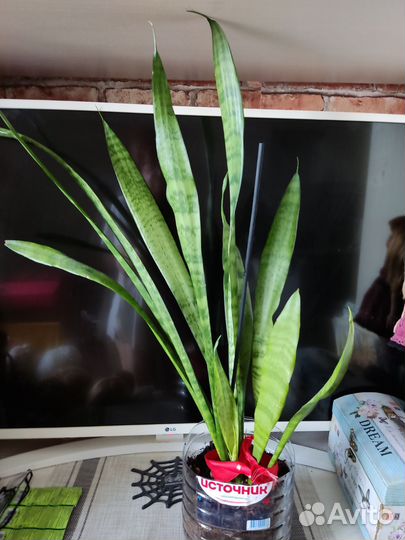 Сансевиерия щучий хвост