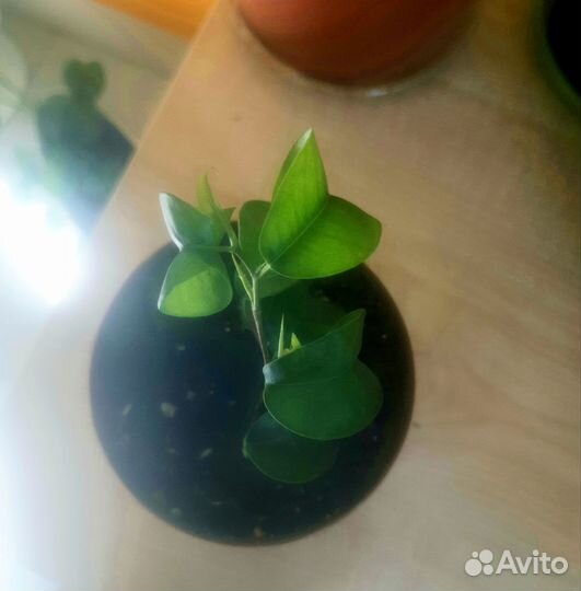 Фикус букле