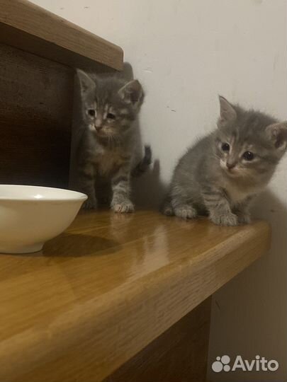 3 котенка в добрые руки