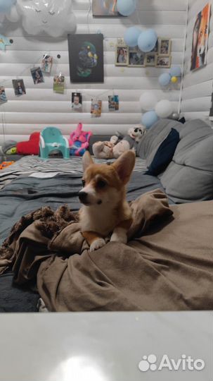 Вельш-корги пемброк девочка