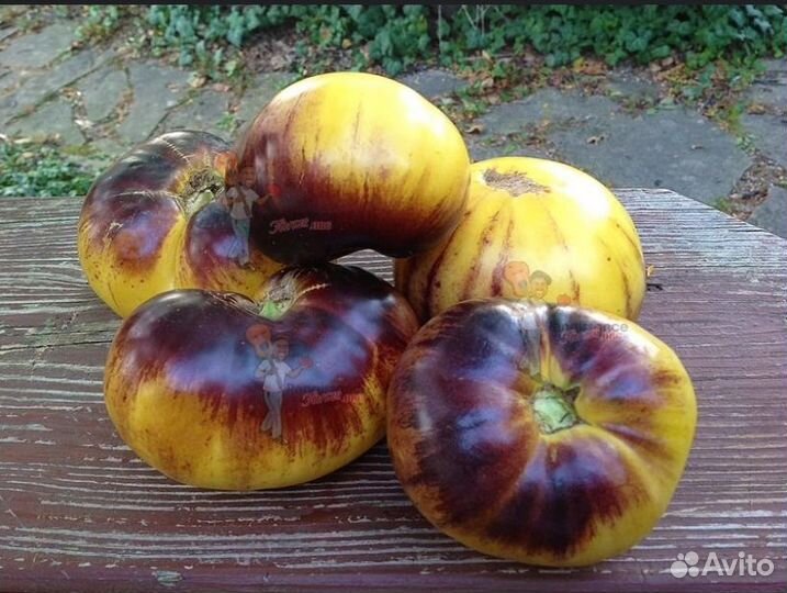 Семена редкого сортового томата Sart Roloise