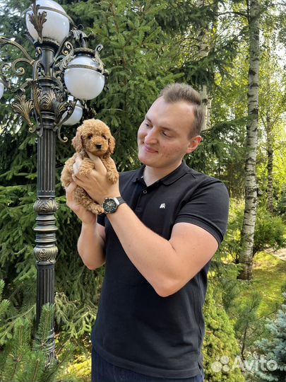 Той пудель мальчик