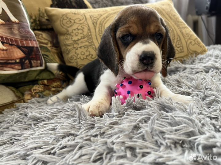 Щенки бигли