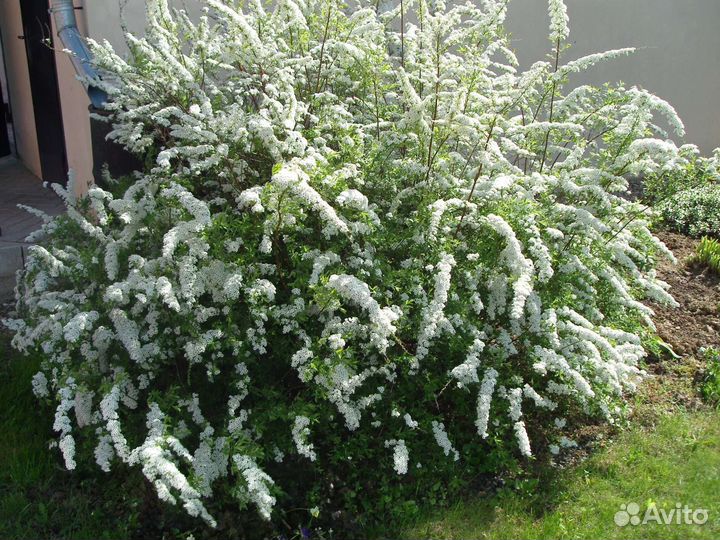 Декоративные кустарники