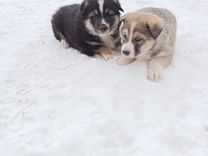 Щенки в добрые руки липецк