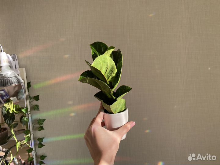 Фикусы лирата, эластика