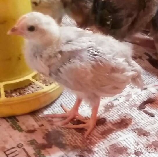 Леггорн изабелла