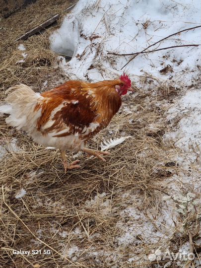 Петухи молодые