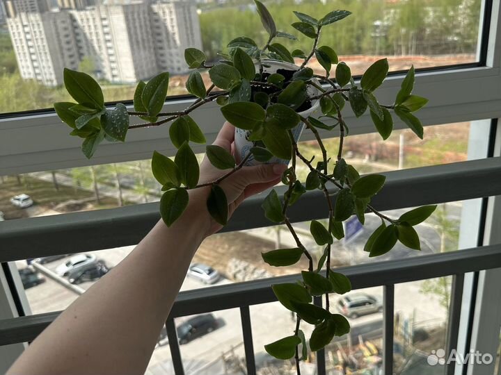 Растение традесканция