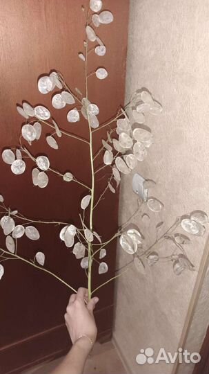 Лунария,флористика