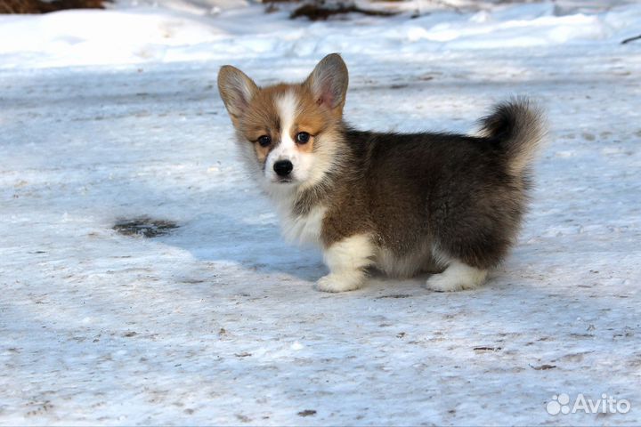 Вельш Корги Пемброк